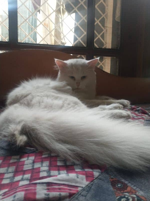 pure white persian cats both male and female available 1