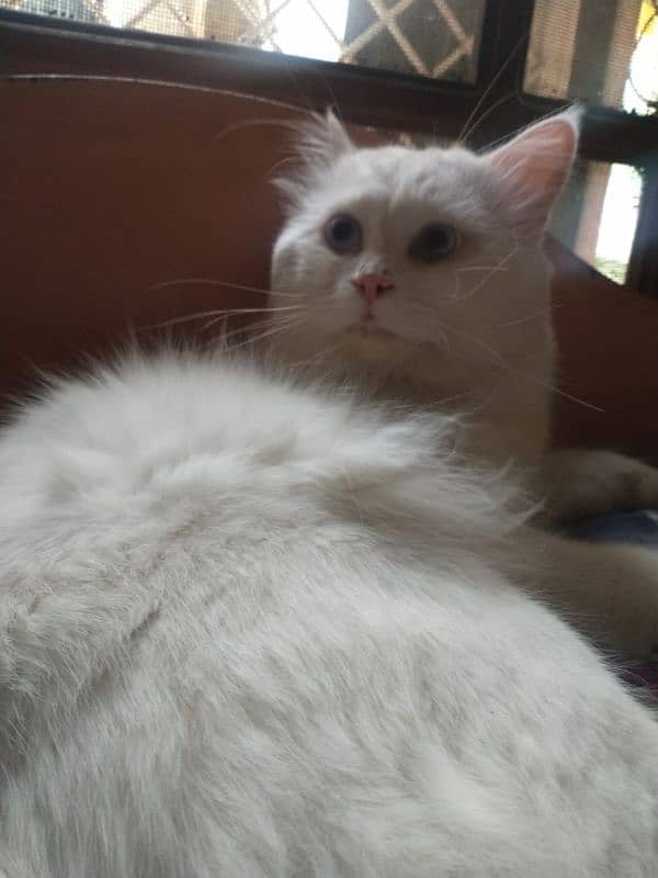 pure white persian cats both male and female available 5