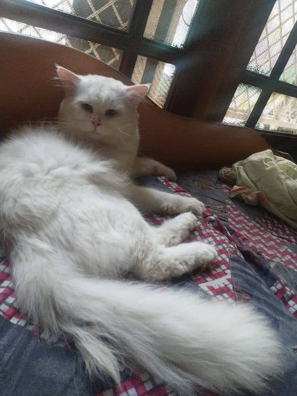 pure white persian cats both male and female available 7