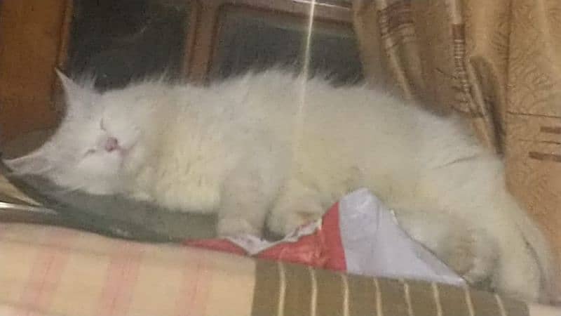 pure white persian cats both male and female available 15