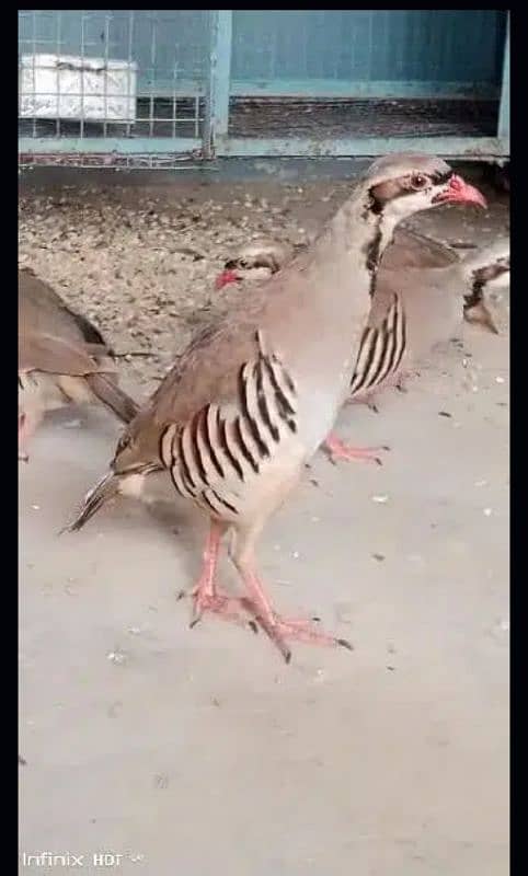 Chand chakor pair. National bird ka breedar pair for sale. 0