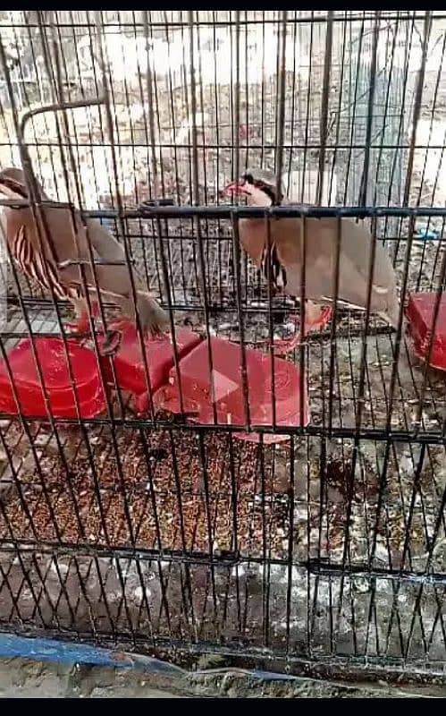 Chand chakor pair. National bird ka breedar pair for sale. 1