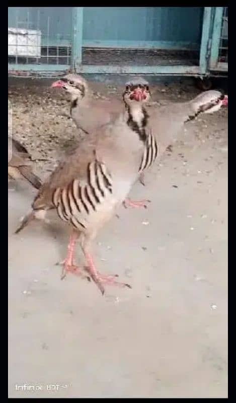 Chand chakor pair. National bird ka breedar pair for sale. 2