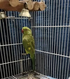 Yellow Split Green Parrot