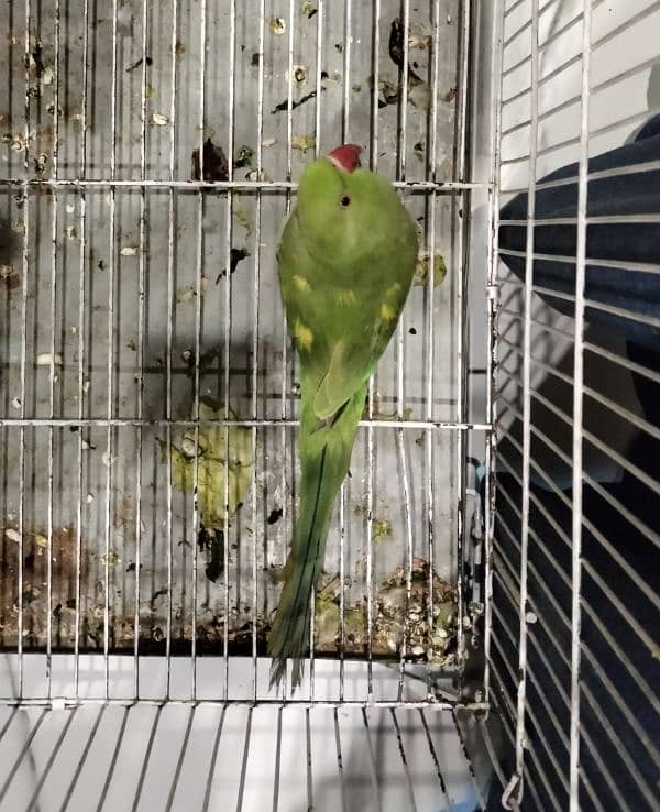 Yellow Split Green Parrot 2