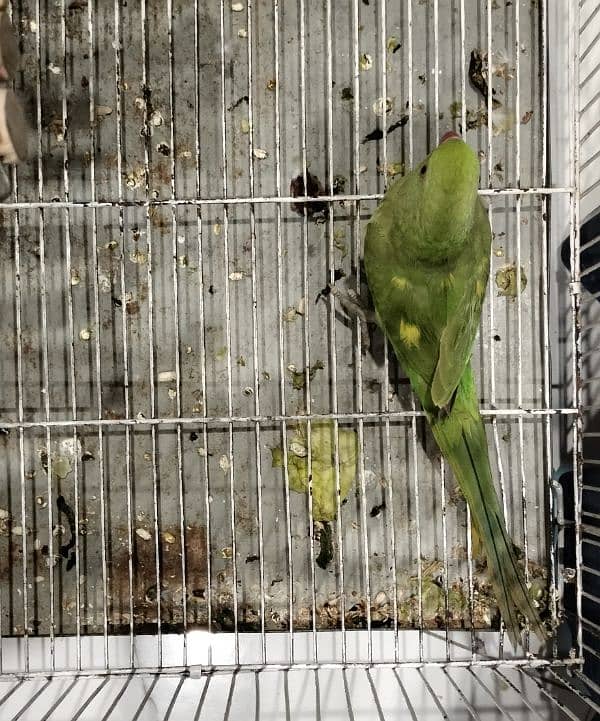 Yellow Split Green Parrot 3