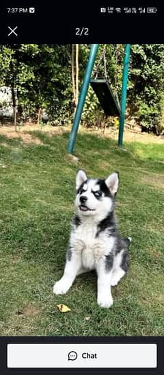 Siberian husky puppy for sale 03231150759