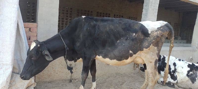 cow whatsapp03017737409 0