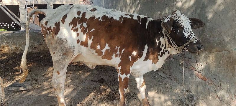 cow whatsapp03017737409 1