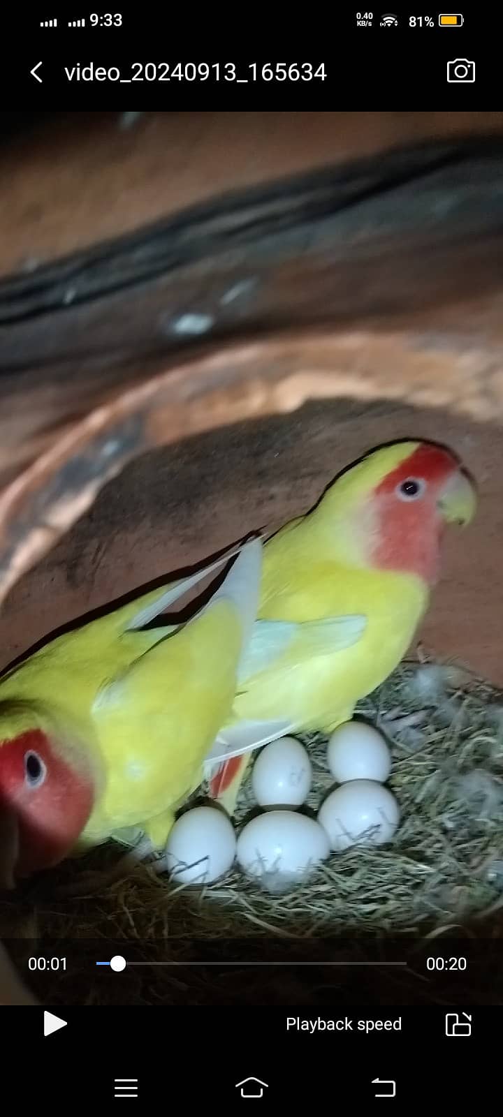 Love birds for sale 4