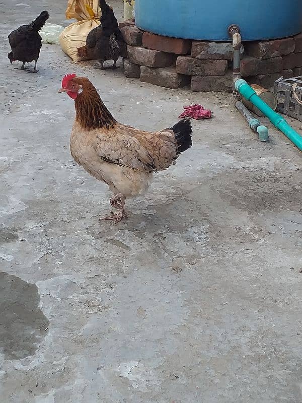 pure desi hens all are garanted egg laying 4