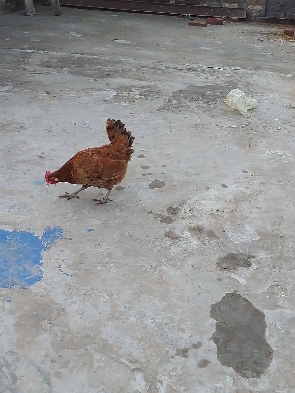 pure desi hens all are garanted egg laying 6