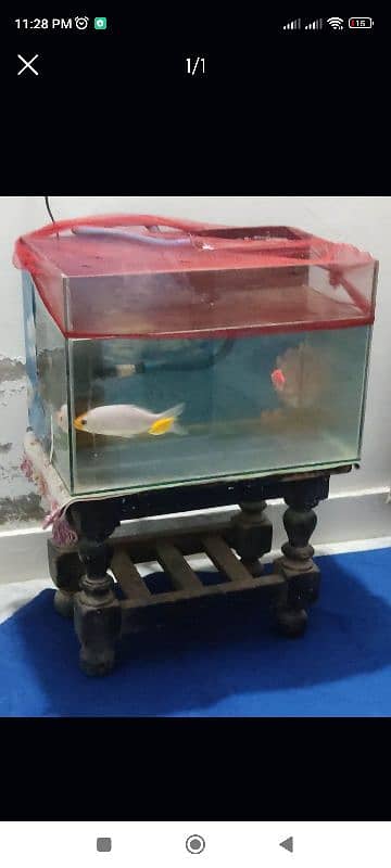 Aquarium + Fishes for sale 2