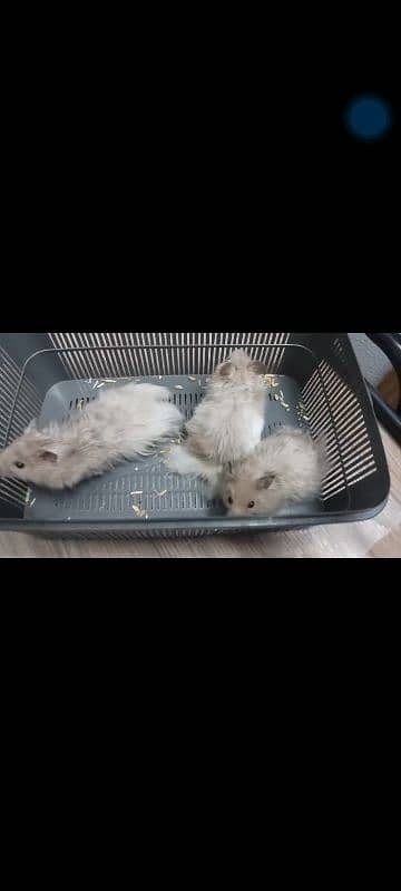 hamster hand tame friendly play full 4