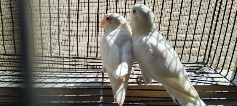 Albino red eyes , Blue fishery split ino pair ready to breed 0