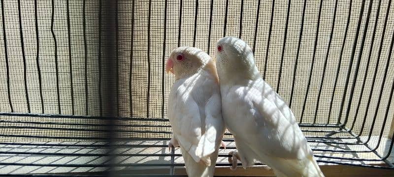 Albino red eyes , Blue fishery split ino pair ready to breed 1