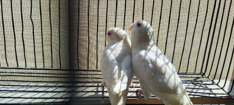 Albino red eyes , Blue fishery split ino pair ready to breed 2