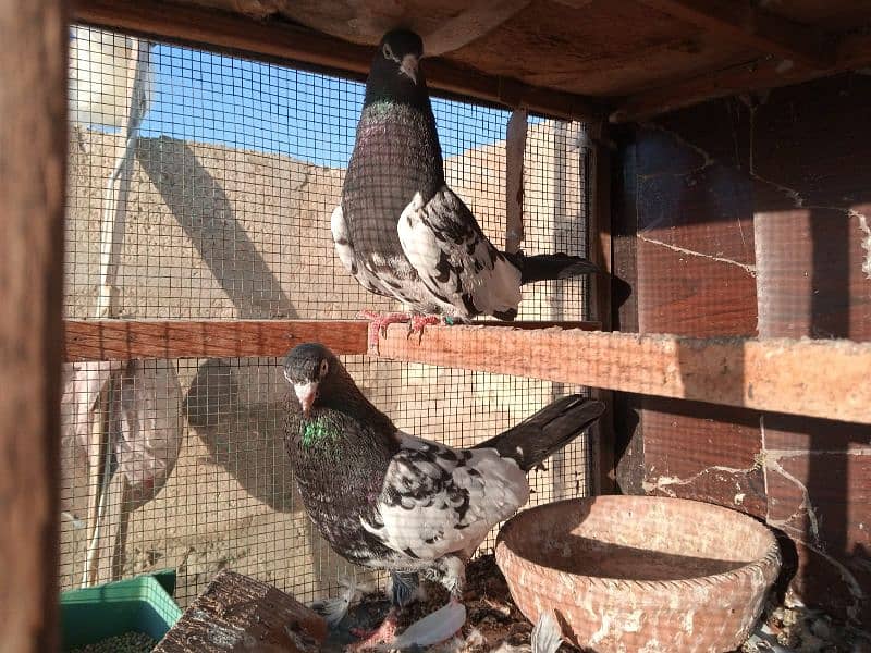 high flyer pigeons or sale contact WhatsApp 03170223125 2