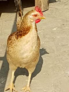 butter cup hen