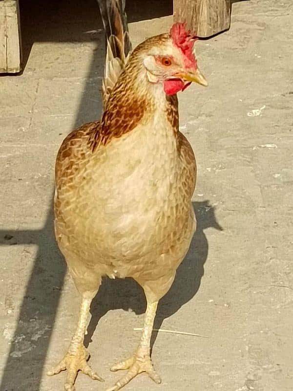 butter cup hen 1