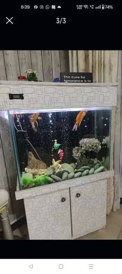 fish aquarium