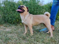 berdar pug female