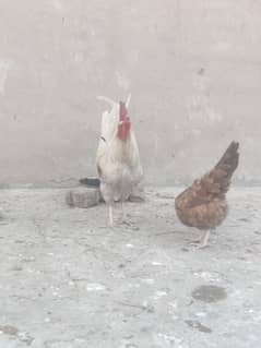 Hens for sale Egg lay kar rahy ha