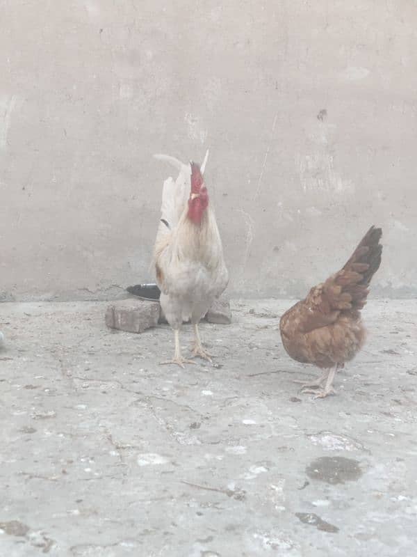 Hens for sale Egg lay kar rahy ha 0