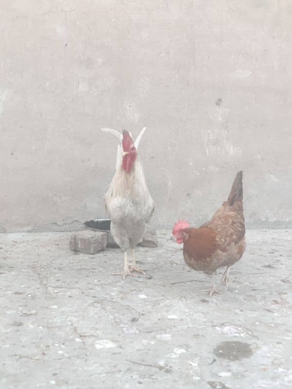 Hens for sale Egg lay kar rahy ha 1