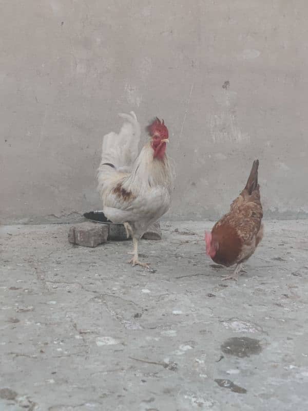 Hens for sale Egg lay kar rahy ha 2