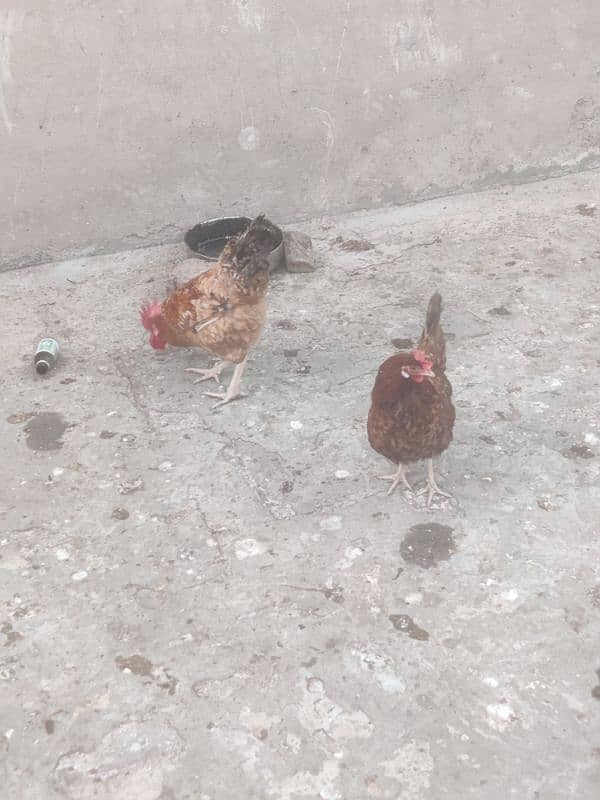 Hens for sale Egg lay kar rahy ha 3