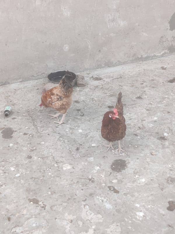 Hens for sale Egg lay kar rahy ha 4