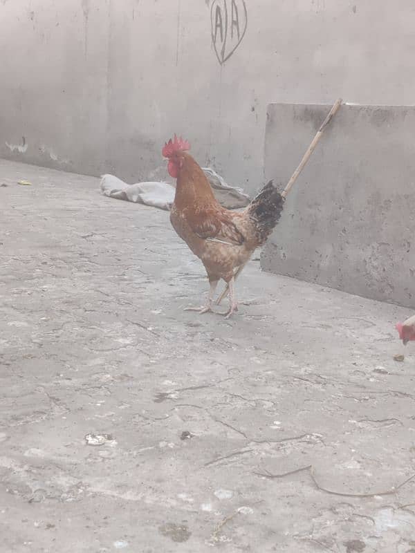 Hens for sale Egg lay kar rahy ha 5