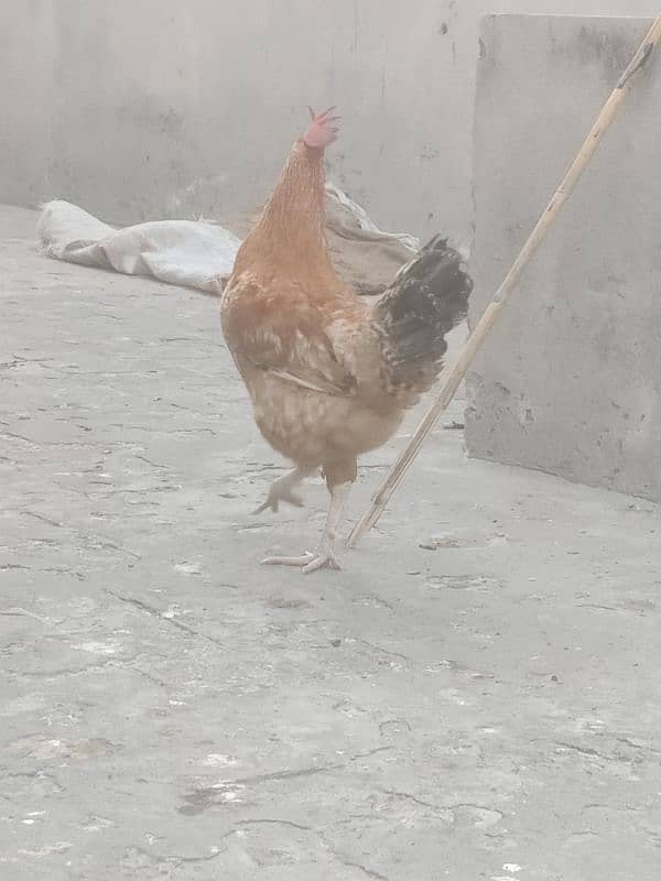 Hens for sale Egg lay kar rahy ha 6