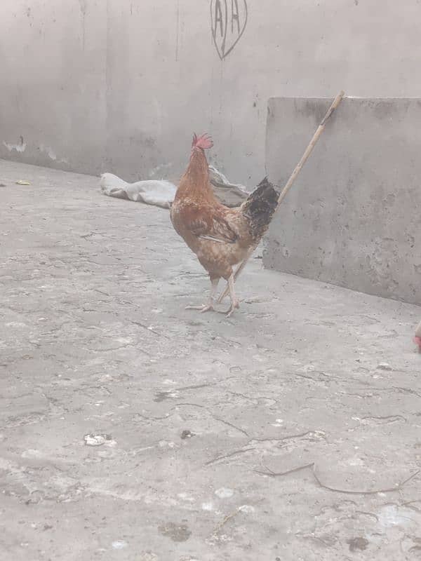 Hens for sale Egg lay kar rahy ha 7