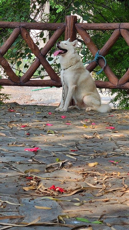 beautiful white husky 4