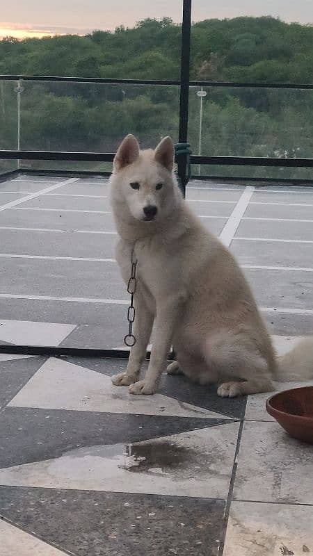 beautiful white husky 5