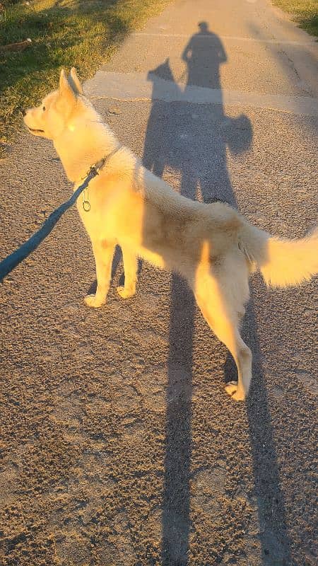 beautiful white husky 7