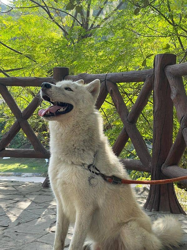 beautiful white husky 8