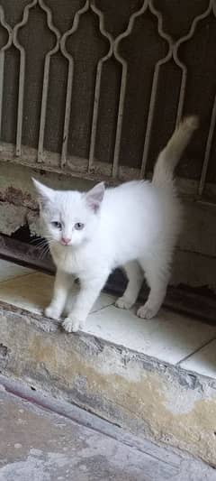 White Cat for sale