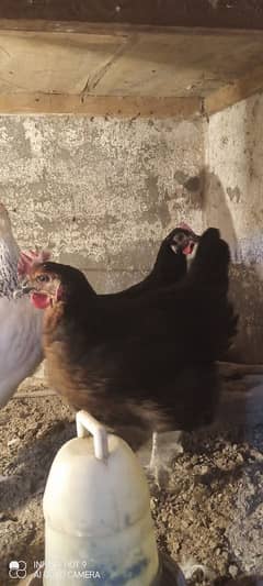 Egg lying/Desi/Golden msiri hens