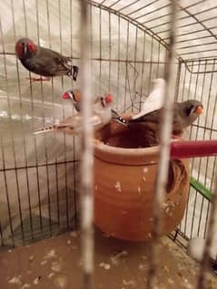 zebra finches pair for sale