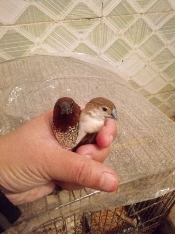 zebra finches pair for sale 1