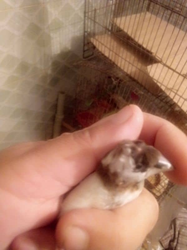 zebra finches pair for sale 2