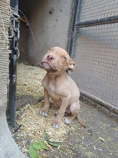 Top Quality pitbull puppies