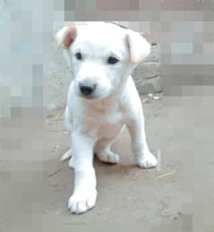 Active & Healthy Labra Puppy for Sale