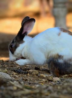 cute rabbits