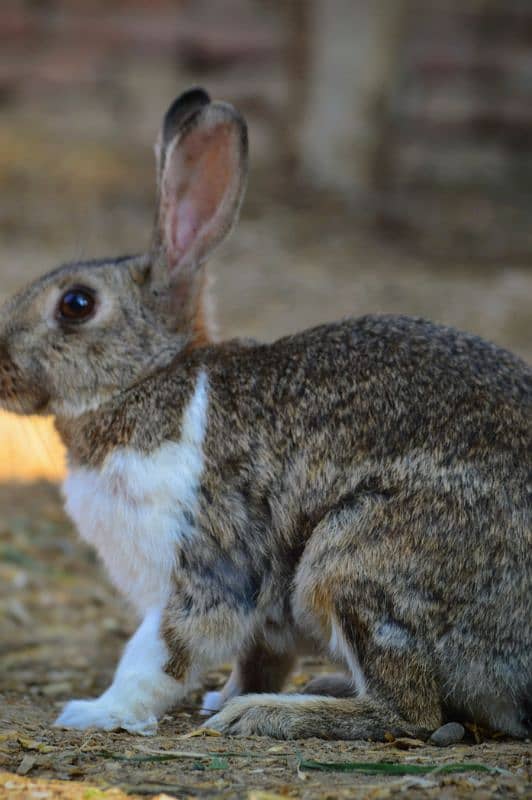 cute rabbits 1