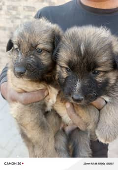 bhagriya Alsatian dog|High Quality|Dog For Sale