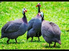 Guineafowl chakoor. chttri etc